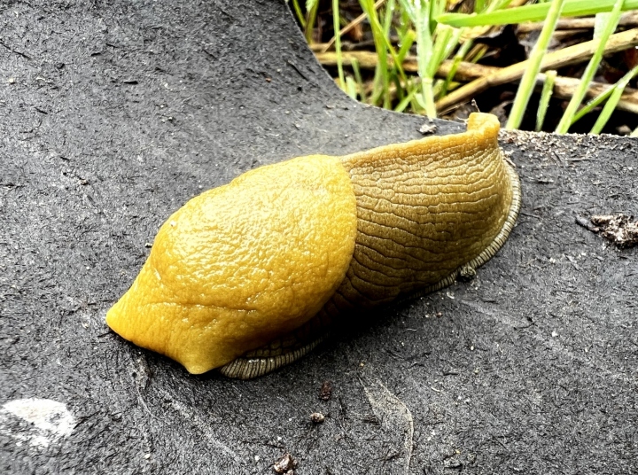 Banana Slug